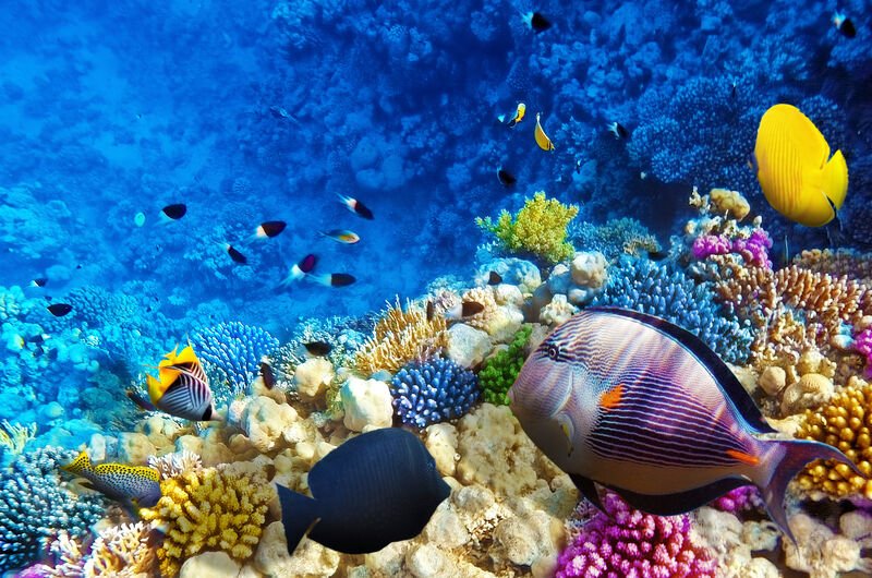 SHARM EL SHEIKH - paradisul subacvatic