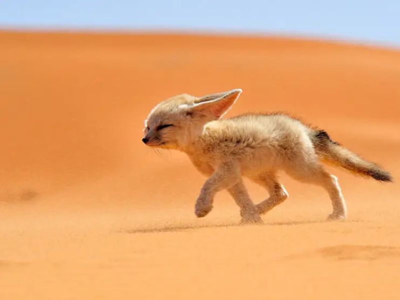 vulpea de desert