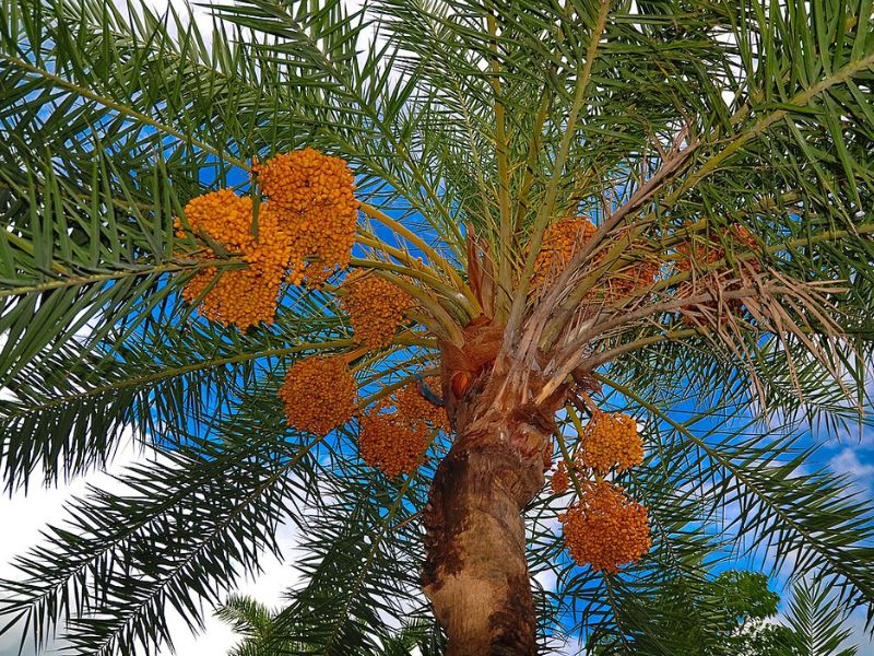 Ce fructe găsești în Egipt (și când sunt în sezon) – ghid util pentru vacanța ta