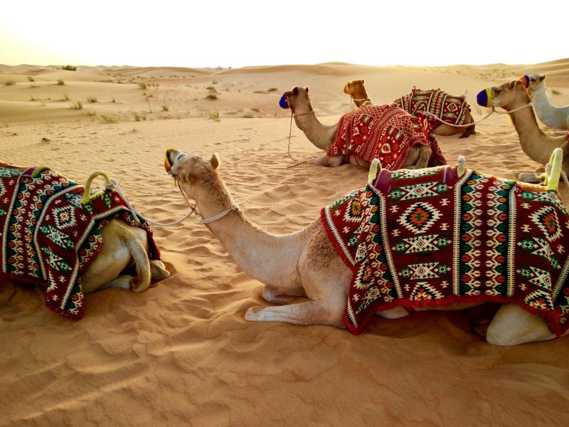 vacanta first minute egipt